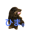 犬兎山羊（個別スタンプ：6）