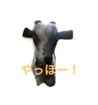 犬兎山羊（個別スタンプ：7）