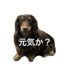 犬兎山羊（個別スタンプ：9）