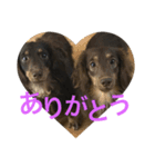 犬兎山羊（個別スタンプ：10）