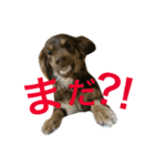 犬兎山羊（個別スタンプ：13）