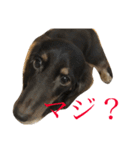 犬兎山羊（個別スタンプ：15）