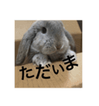 犬兎山羊（個別スタンプ：20）