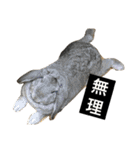 犬兎山羊（個別スタンプ：22）