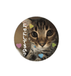 猫スタンプにゃん（個別スタンプ：1）