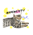 猫スタンプにゃん（個別スタンプ：3）