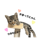 猫スタンプにゃん（個別スタンプ：4）