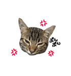 猫スタンプにゃん（個別スタンプ：5）