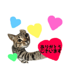 猫スタンプにゃん（個別スタンプ：6）