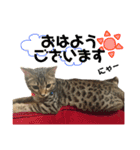 猫スタンプにゃん（個別スタンプ：7）