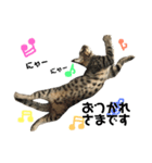 猫スタンプにゃん（個別スタンプ：8）