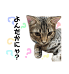 猫スタンプにゃん（個別スタンプ：9）