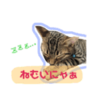 猫スタンプにゃん（個別スタンプ：10）