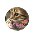 猫スタンプにゃん（個別スタンプ：11）