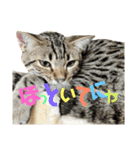 猫スタンプにゃん（個別スタンプ：12）