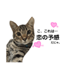 猫スタンプにゃん（個別スタンプ：13）