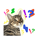 猫スタンプにゃん（個別スタンプ：15）