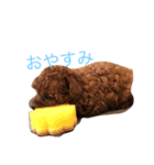タイニープードルのラテくん#1（個別スタンプ：2）