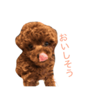 タイニープードルのラテくん#1（個別スタンプ：3）
