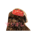 タイニープードルのラテくん#1（個別スタンプ：4）