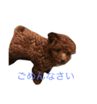タイニープードルのラテくん#1（個別スタンプ：5）