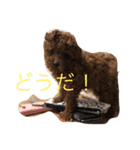 タイニープードルのラテくん#1（個別スタンプ：7）