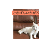 白猫凛ちゃん（個別スタンプ：1）