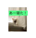 白猫凛ちゃん（個別スタンプ：3）