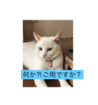 白猫凛ちゃん（個別スタンプ：4）
