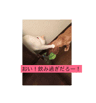白猫凛ちゃん（個別スタンプ：5）