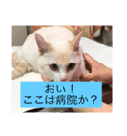 白猫凛ちゃん（個別スタンプ：6）