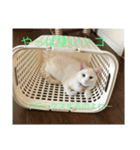 白猫凛ちゃん（個別スタンプ：7）