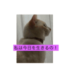 白猫凛ちゃん（個別スタンプ：8）