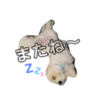 ぽーちゃん1（個別スタンプ：4）