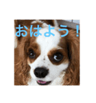 キャバリアのれいちゃん（個別スタンプ：2）