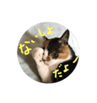 天然目ヂカラ ミケコたん かく語りき（個別スタンプ：9）