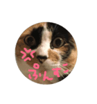 天然目ヂカラ ミケコたん かく語りき（個別スタンプ：11）