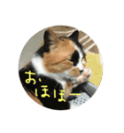天然目ヂカラ ミケコたん かく語りき（個別スタンプ：12）