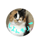 天然目ヂカラ ミケコたん かく語りき（個別スタンプ：15）