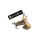 うぃんちゃん＆ほいちゃん（個別スタンプ：8）