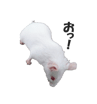 シロねずみ（個別スタンプ：4）