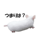 シロねずみ（個別スタンプ：8）