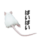 シロねずみ（個別スタンプ：12）