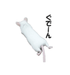 シロねずみ（個別スタンプ：16）