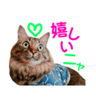 ニャアぽぽ（個別スタンプ：1）