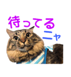 ニャアぽぽ（個別スタンプ：2）