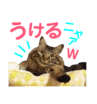 ニャアぽぽ（個別スタンプ：4）