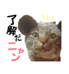 ニャアぽぽ（個別スタンプ：5）