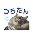 ニャアぽぽ（個別スタンプ：6）
