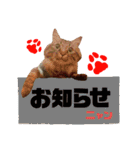 ニャアぽぽ（個別スタンプ：11）